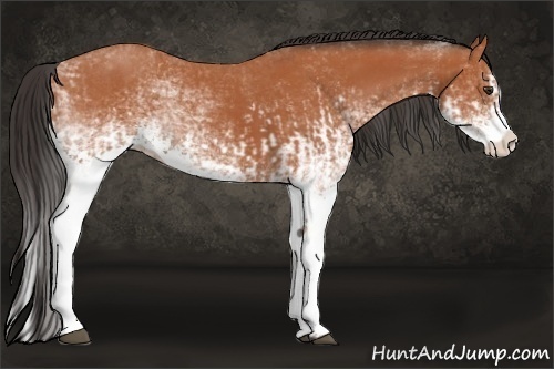 Horse Color:White Spotted Bay Splash and White Spotted Bay Splash