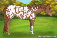 Horse Color:Chestnut Appaloosa
