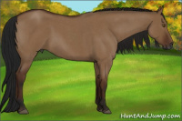 Horse Color:Gray Bay Roan Dun