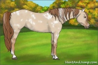 Horse Color:White Spotted Red Dun 