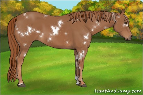 Horse Color:White Spotted Chestnut 