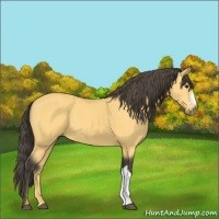 Horse Color:Buckskin 