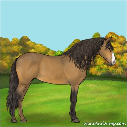 Horse Color:Buckskin 