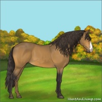Horse Color:Buckskin 