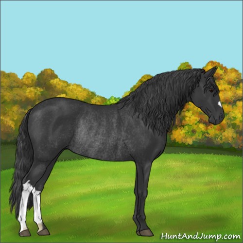 Horse Color:Black Rabicano