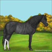 Horse Color:Black Rabicano 
