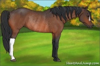 Horse Color:Bay Rabicano 