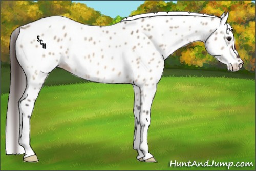 Horse Color:Bay Dun Appaloosa 