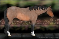Horse Color:Bay Roan 