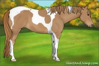 Horse Color:Chestnut Tobiano