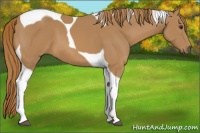 Horse Color:Chestnut Tobiano