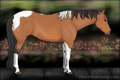 Horse Color:Bay Tobiano 
