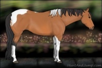 Horse Color:Bay Tobiano 