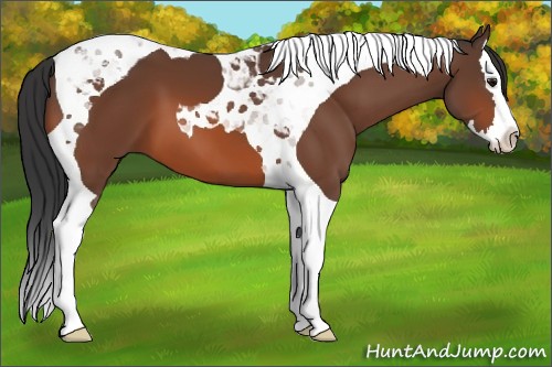 Horse Color:Bay Splash Tobiano
