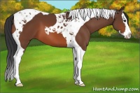 Horse Color:Bay Splash Tobiano 