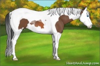 Horse Color:Bay Splash Tobiano