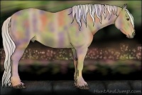 Horse Color:Nacre Palomino 