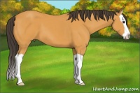 Horse Color:Buckskin Splash 