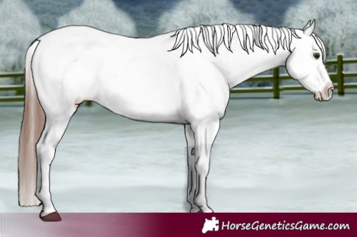 Horse Color:White Spotted Chestnut Appaloosa Rabicano 