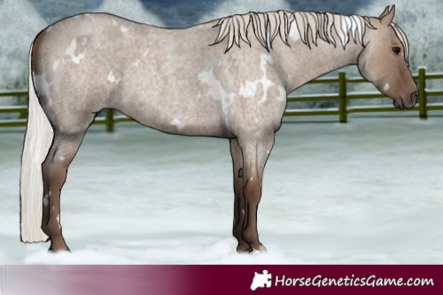 Horse Color:White Spotted Silver Grullo Roan Rabicano 