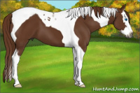 Horse Color:Gray Chestnut Splash Tobiano