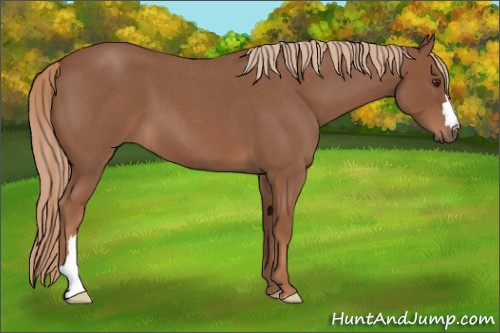 Horse Color:Red Roan 