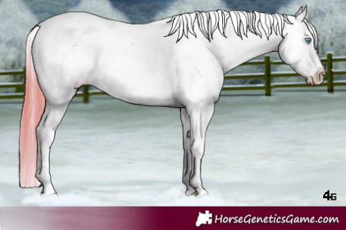 Horse Color:Amber Cream Champagne Splash Tobiano Frame Appaloosa 