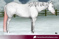 Horse Color:Amber Cream Champagne Splash Tobiano Frame Appaloosa 