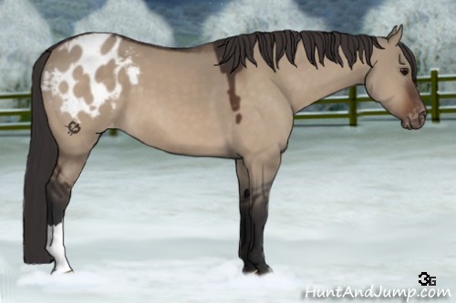 Horse Color:Bay Dun Appaloosa 