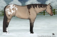 Horse Color:Bay Dun Appaloosa 