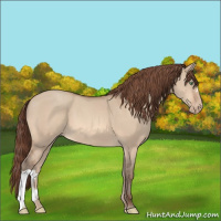 Horse Color:Amber Champagne Dun Appaloosa 