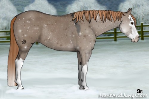 Horse Color:Liver Red Dun Splash Rabicano 