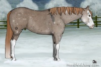 Horse Color:Liver Red Dun Splash Rabicano 