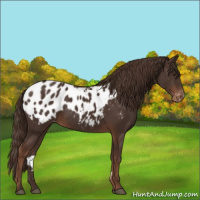 Horse Color:Liver Chestnut Appaloosa 