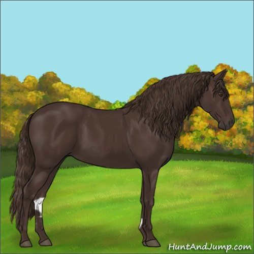 Horse Color:Liver Chestnut 