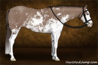 Horse Color:Classic Champagne Sabino Splash Rabicano 
