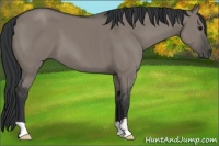 Horse Color:Grullo
