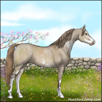 Horse Color:Liver Red Dun Sabino
