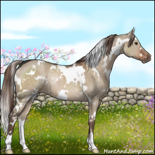Horse Color:White Spotted Liver Red Dun 