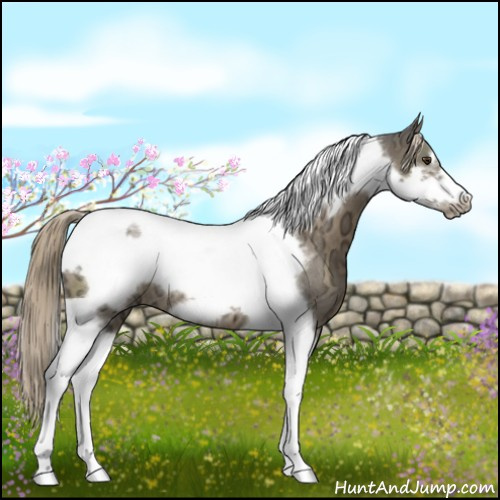 Horse Color:Chocolate Palomino Ice Tobiano Frame Rabicano