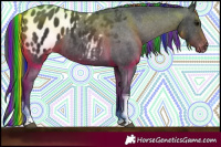 Horse Color:Painted Black Tobiano Appaloosa 