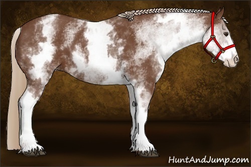 Horse Color:White Spotted Chestnut Sabino