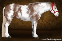 Horse Color:White Spotted Chestnut Sabino