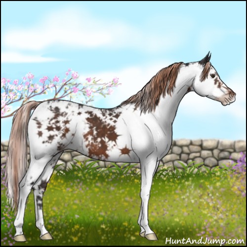 Horse Color:Liver Chestnut Sabino Appaloosa