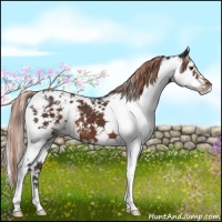 Horse Color:Liver Chestnut Sabino Appaloosa 