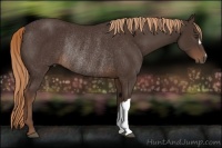 Horse Color:Liver Chestnut Rabicano 