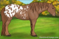 Horse Color:Chestnut Sabino Appaloosa Rabicano