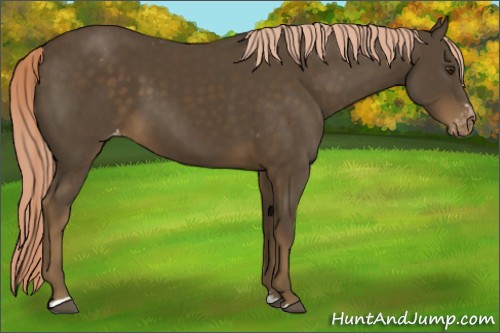 Horse Color:Chocolate Palomino Sabino Appaloosa