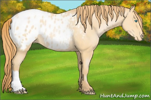 Horse Color:Buckskin Pearl Appaloosa Rabicano 