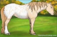 Horse Color:Buckskin Pearl Appaloosa Rabicano 
